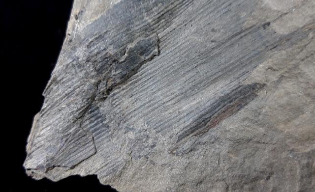 Calamites sp. BRONGNIART 1828   - Bild © FossNet FossilienStore